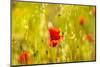 Poppies Poppy Red Flowers in Menorca Spring Fields Balearic Islands-holbox-Mounted Photographic Print