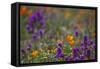 Poppies Purple Forground-Janice Sullivan-Framed Stretched Canvas