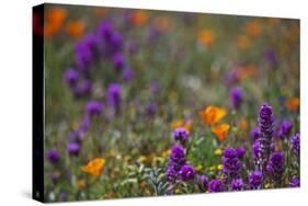 Poppies Purple Forground-Janice Sullivan-Stretched Canvas