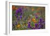 Poppies Purple Forground-Janice Sullivan-Framed Giclee Print