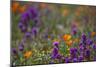 Poppies Purple Forground-Janice Sullivan-Mounted Giclee Print