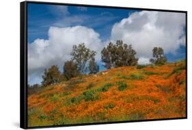 Poppies, Trees & Clouds-John Gavrilis-Framed Stretched Canvas