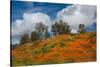 Poppies, Trees & Clouds-John Gavrilis-Stretched Canvas