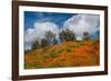 Poppies, Trees & Clouds-John Gavrilis-Framed Photographic Print
