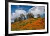 Poppies, Trees & Clouds-John Gavrilis-Framed Photographic Print