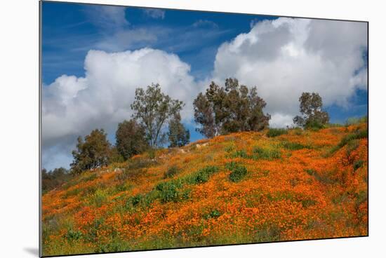 Poppies, Trees & Clouds-John Gavrilis-Mounted Photographic Print