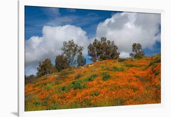 Poppies, Trees & Clouds-John Gavrilis-Framed Photographic Print