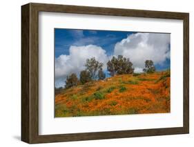 Poppies, Trees & Clouds-John Gavrilis-Framed Photographic Print