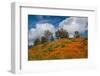 Poppies, Trees & Clouds-John Gavrilis-Framed Photographic Print