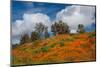 Poppies, Trees & Clouds-John Gavrilis-Mounted Photographic Print