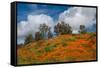 Poppies, Trees & Clouds-John Gavrilis-Framed Stretched Canvas