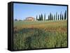 Poppies, Tuscany, Italy-Peter Adams-Framed Stretched Canvas