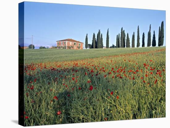 Poppies, Tuscany, Italy-Peter Adams-Stretched Canvas