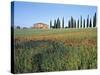 Poppies, Tuscany, Italy-Peter Adams-Stretched Canvas