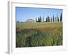 Poppies, Tuscany, Italy-Peter Adams-Framed Photographic Print