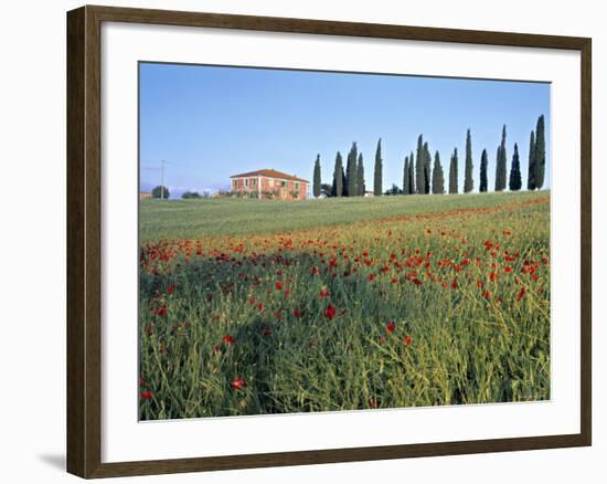 Poppies, Tuscany, Italy-Peter Adams-Framed Photographic Print