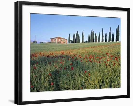 Poppies, Tuscany, Italy-Peter Adams-Framed Photographic Print