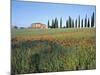 Poppies, Tuscany, Italy-Peter Adams-Mounted Photographic Print