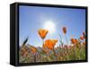 Poppies with Sun and Blue Sky, Antelope Valley Near Lancaster, California, Usa-Jamie & Judy Wild-Framed Stretched Canvas