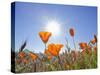 Poppies with Sun and Blue Sky, Antelope Valley Near Lancaster, California, Usa-Jamie & Judy Wild-Stretched Canvas