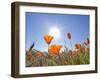 Poppies with Sun and Blue Sky, Antelope Valley Near Lancaster, California, Usa-Jamie & Judy Wild-Framed Photographic Print