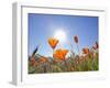 Poppies with Sun and Blue Sky, Antelope Valley Near Lancaster, California, Usa-Jamie & Judy Wild-Framed Photographic Print