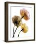 Poppies-Cédric Porchez-Framed Art Print