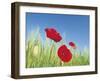 Poppies-Frank Krahmer-Framed Art Print