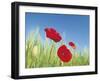 Poppies-Frank Krahmer-Framed Art Print