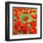 Poppies-Silvia Mei-Framed Art Print