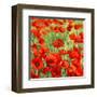 Poppies-Silvia Mei-Framed Art Print