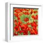 Poppies-Silvia Mei-Framed Art Print