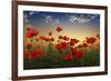 Poppies-null-Framed Giclee Print