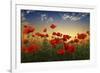 Poppies-null-Framed Giclee Print