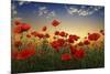 Poppies-null-Mounted Giclee Print