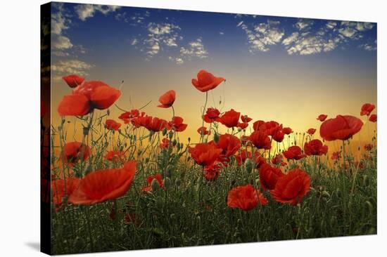 Poppies-null-Stretched Canvas