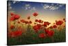 Poppies-null-Stretched Canvas