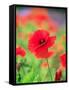 Poppies-null-Framed Stretched Canvas