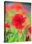 Poppies-null-Stretched Canvas