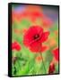 Poppies-null-Framed Stretched Canvas