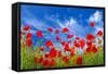 Poppies-Ale-ks-Framed Stretched Canvas