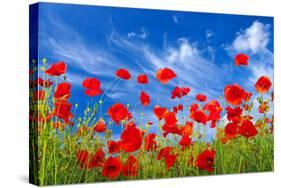 Poppies-Ale-ks-Stretched Canvas