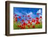 Poppies-Ale-ks-Framed Photographic Print