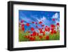 Poppies-Ale-ks-Framed Photographic Print