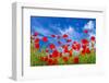 Poppies-Ale-ks-Framed Photographic Print