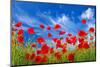 Poppies-Ale-ks-Mounted Photographic Print