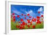 Poppies-Ale-ks-Framed Photographic Print