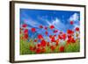 Poppies-Ale-ks-Framed Photographic Print