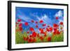Poppies-Ale-ks-Framed Photographic Print