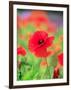 Poppies-null-Framed Photographic Print